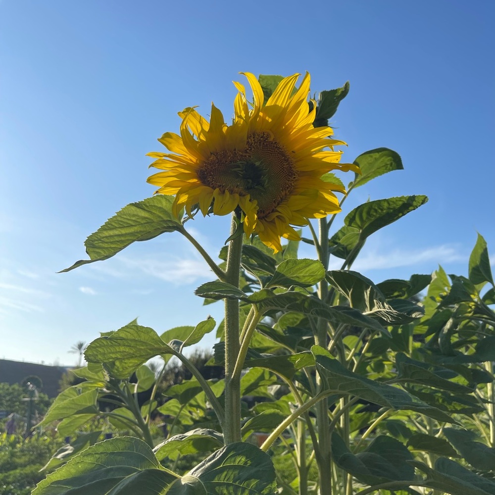 Meet your Posher, Aimee